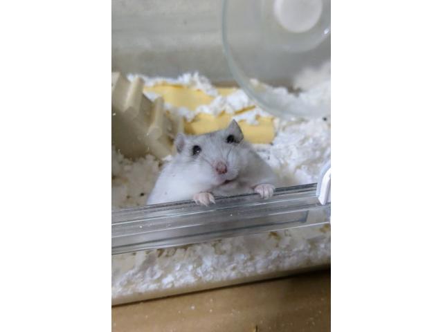 dispPetName($row['pet_name'])