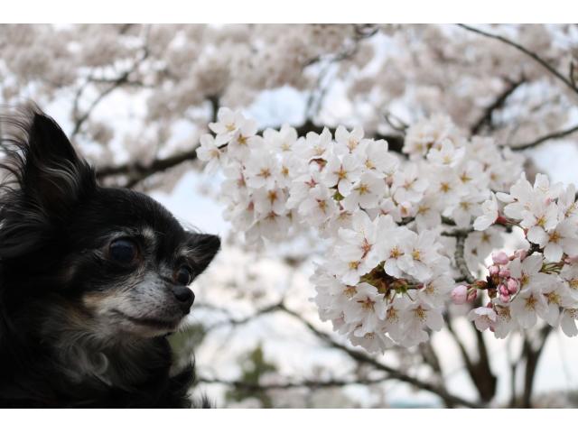 dispPetName($row['pet_name'])