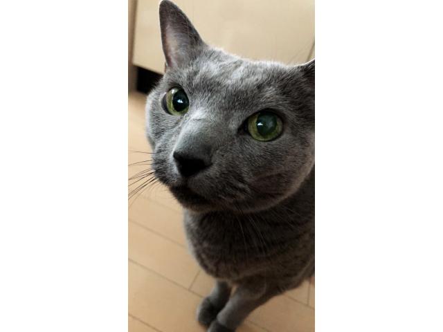 dispPetName($row['pet_name'])