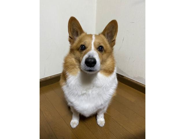 dispPetName($row['pet_name'])
