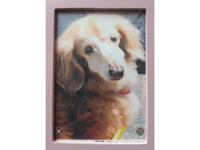 dispPetName($row['pet_name'])