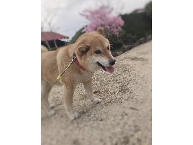 dispPetName($row['pet_name'])