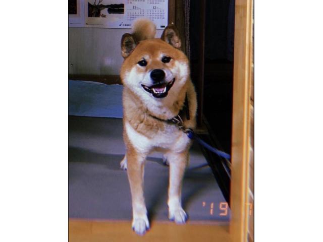 dispPetName($row['pet_name'])