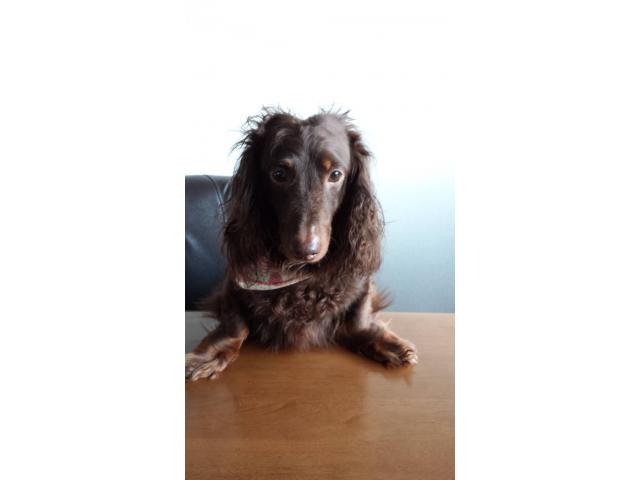 dispPetName($row['pet_name'])