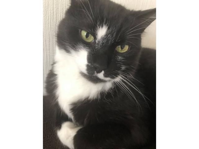 dispPetName($row['pet_name'])