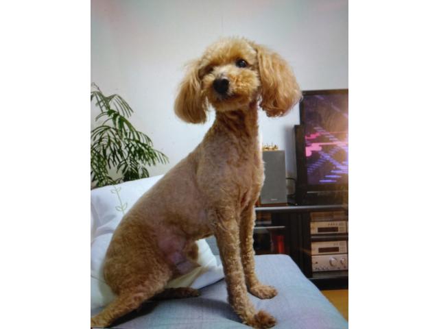 dispPetName($row['pet_name'])