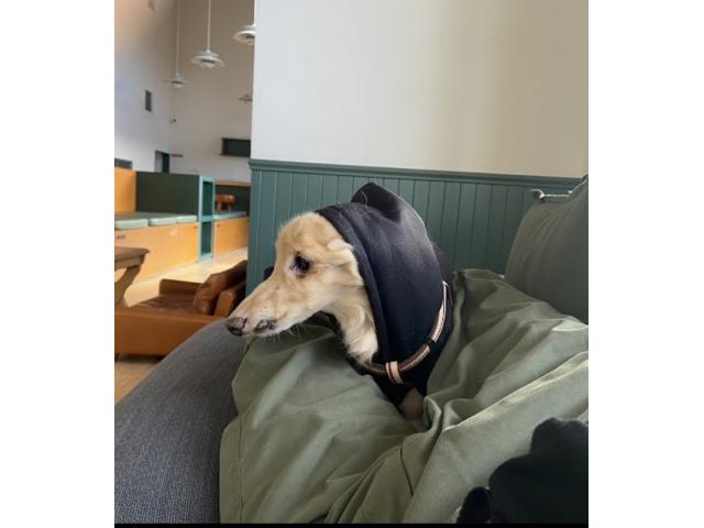 dispPetName($row['pet_name'])