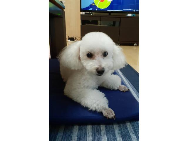 dispPetName($row['pet_name'])