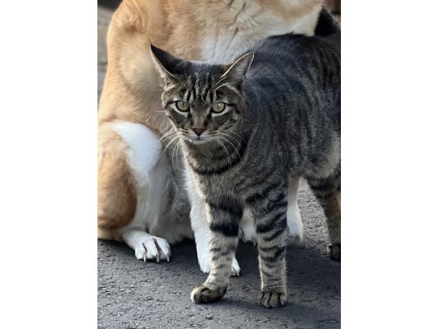 dispPetName($row['pet_name'])