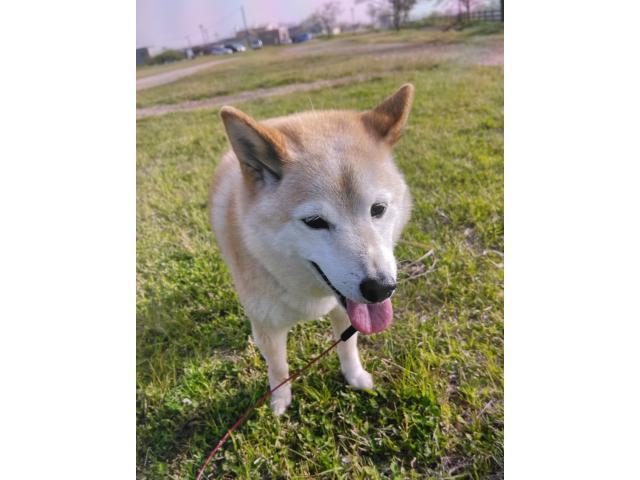dispPetName($row['pet_name'])