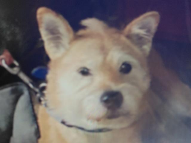 dispPetName($row['pet_name'])