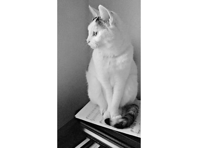 dispPetName($row['pet_name'])