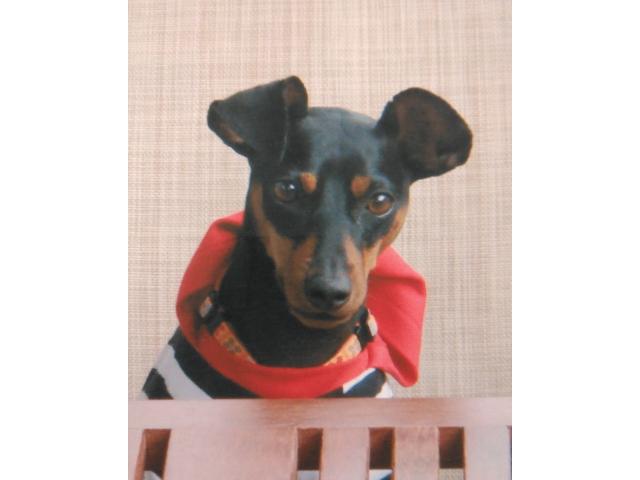 dispPetName($row['pet_name'])