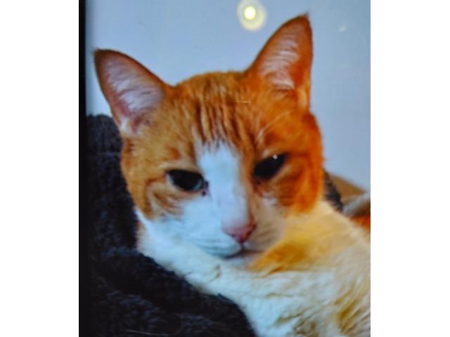 dispPetName($row['pet_name'])