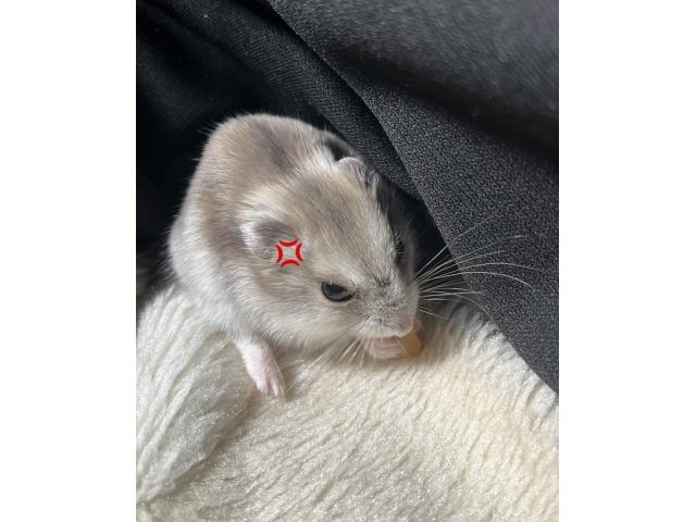 dispPetName($row['pet_name'])
