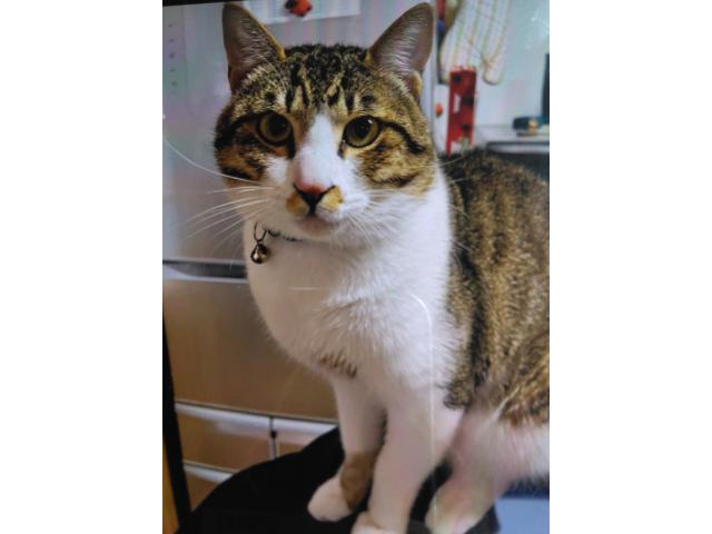 dispPetName($row['pet_name'])