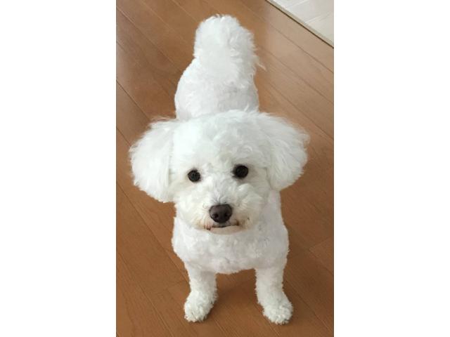 dispPetName($row['pet_name'])