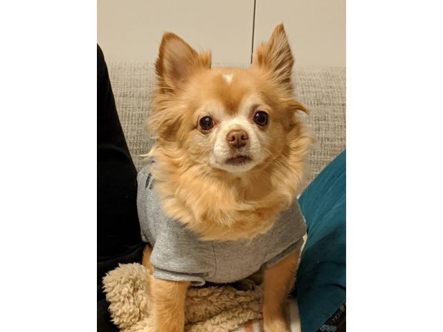 dispPetName($row['pet_name'])