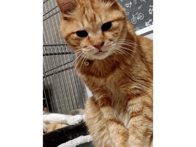 dispPetName($row['pet_name'])