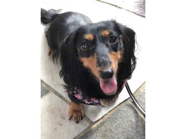 dispPetName($row['pet_name'])