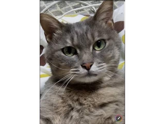 dispPetName($row['pet_name'])