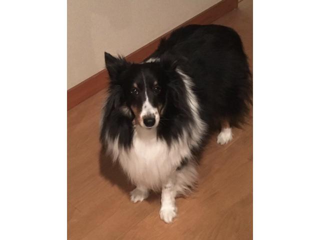 dispPetName($row['pet_name'])