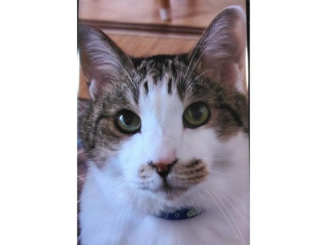 dispPetName($row['pet_name'])
