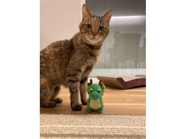 dispPetName($row['pet_name'])