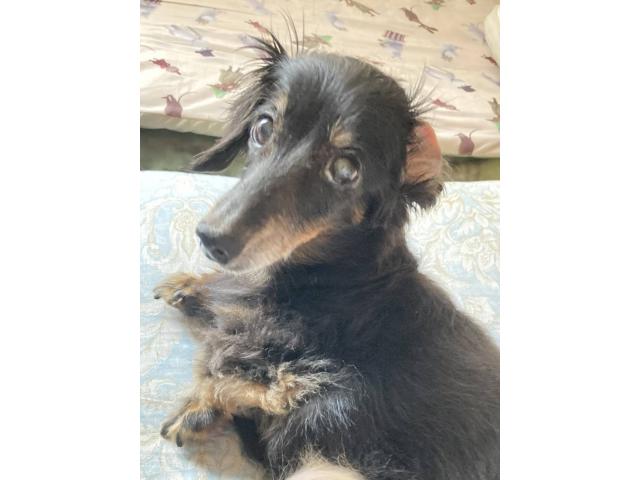 dispPetName($row['pet_name'])