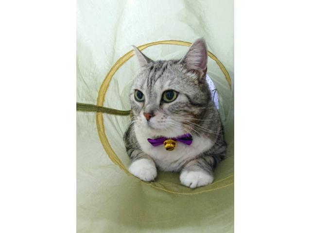dispPetName($row['pet_name'])