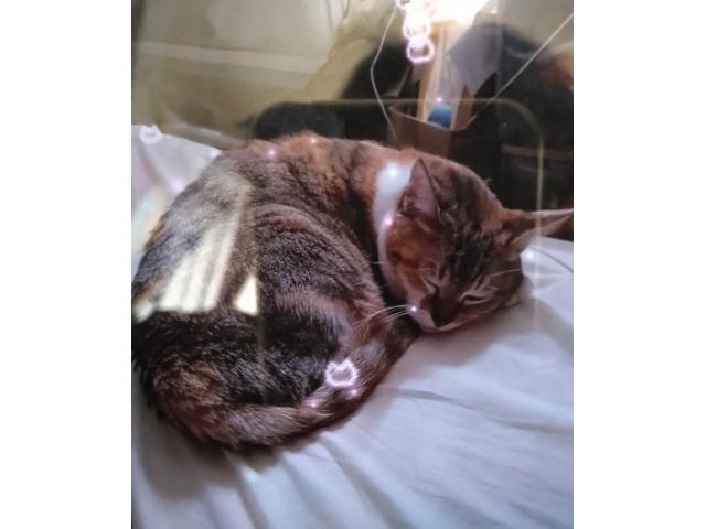 dispPetName($row['pet_name'])