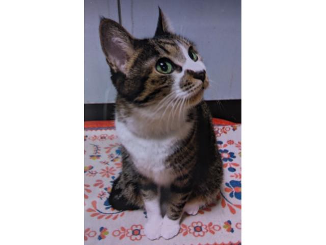 dispPetName($row['pet_name'])