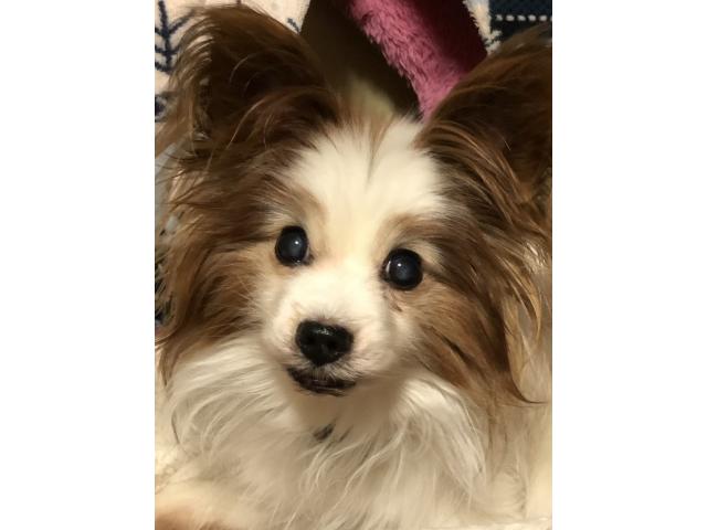 dispPetName($row['pet_name'])