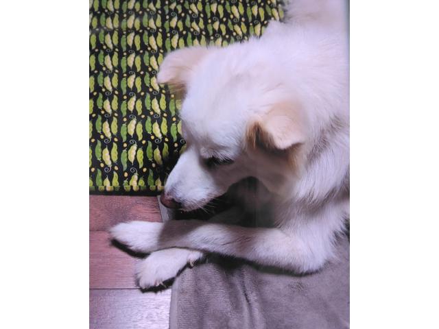 dispPetName($row['pet_name'])