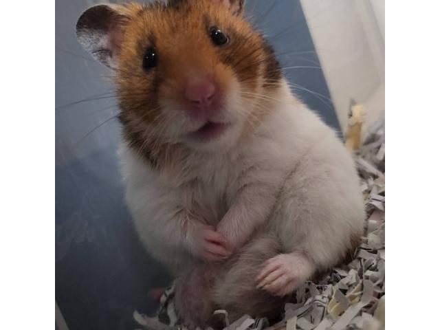 ぱぴ公ちゃん