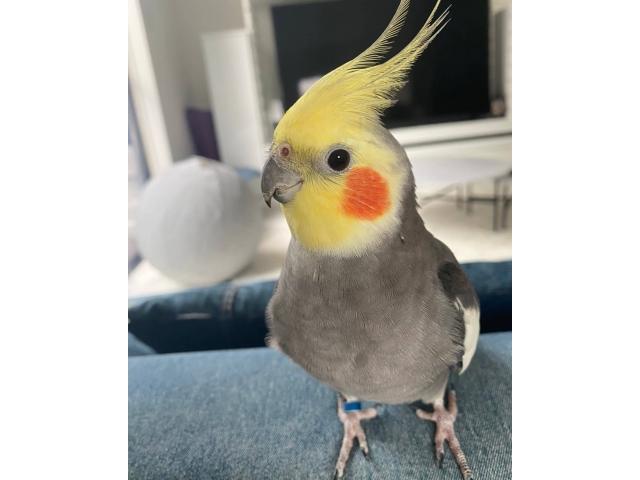 dispPetName($row['pet_name'])