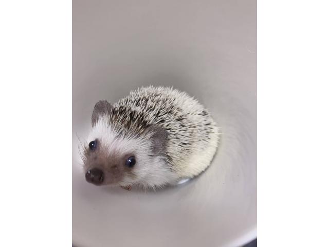 dispPetName($row['pet_name'])