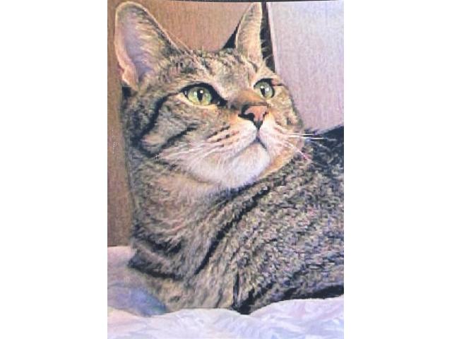 dispPetName($row['pet_name'])