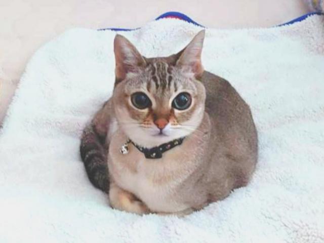 dispPetName($row['pet_name'])