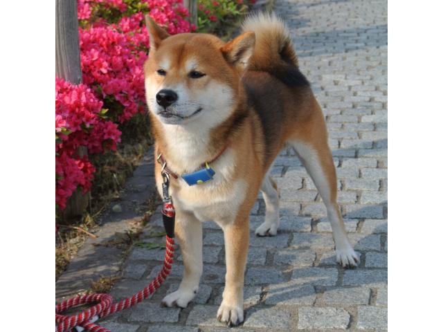 dispPetName($row['pet_name'])