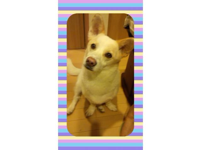 dispPetName($row['pet_name'])