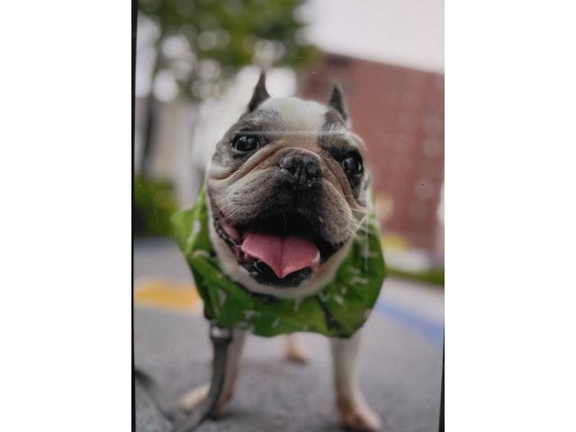 dispPetName($row['pet_name'])