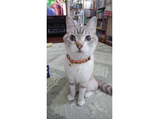 dispPetName($row['pet_name'])