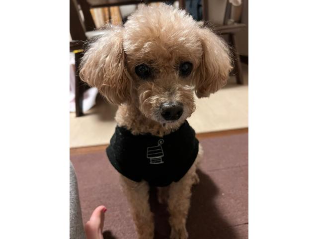 dispPetName($row['pet_name'])