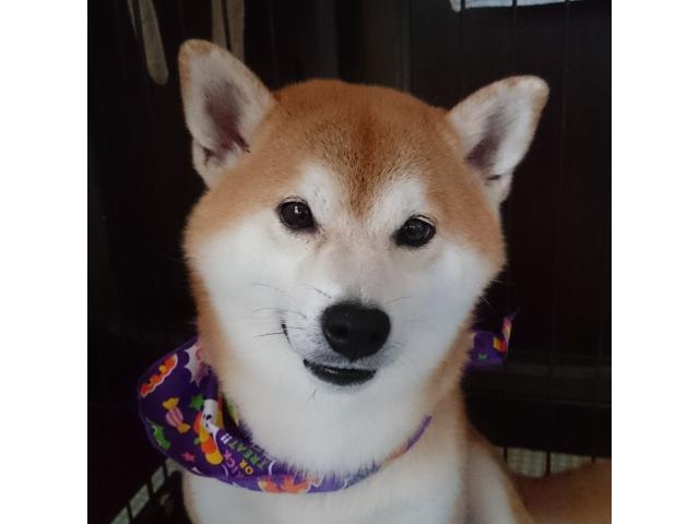 dispPetName($row['pet_name'])
