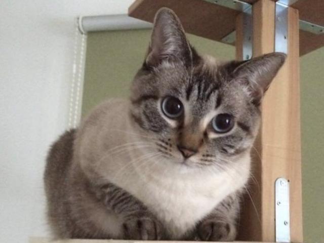 dispPetName($row['pet_name'])