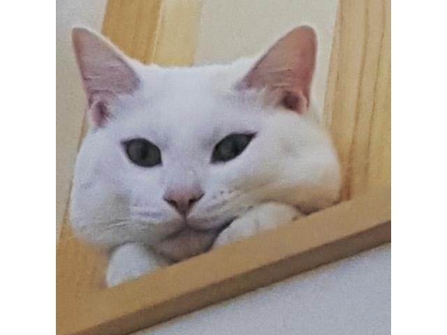 銀ちゃん