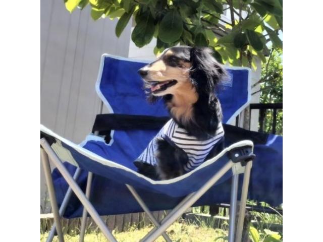 dispPetName($row['pet_name'])