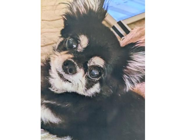 dispPetName($row['pet_name'])