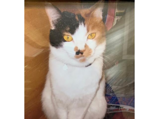 dispPetName($row['pet_name'])